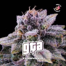 GTA > BSF Seeds